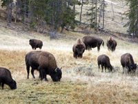 Yellowstone, USA