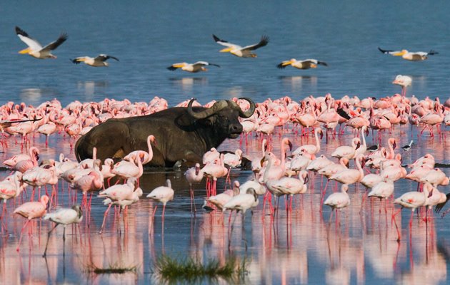 Lake Nakuru, Kenya