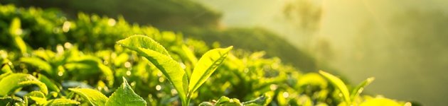 Teplantager i Munnar Teplantager i Munnar