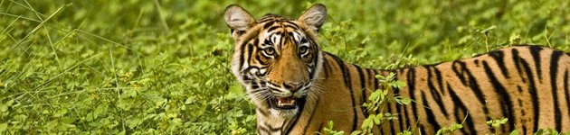 Tiger i Ranthambhore Tiger Park Tiger i Ranthambhore Tiger Park