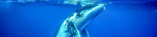 Snorkel med pukkelhvaler på Tonga fra juli-oktober Snorkel med pukkelhvaler på Tonga fra juli-oktober