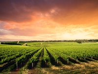 Udsigt over smukke vinmarker i Barossa Valley