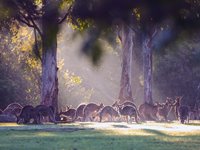 Kænguruer i Lone Pine Koala Sanctuary Brisbane