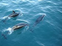 Svøm med delfiner ved Glenelg, ved Adelaide