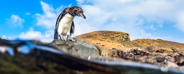 Galapagos, Kamilla