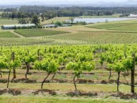Udsigt over vinmarkerne i Hunter Valley ved Sydney