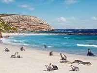 Sæler på stranden, Kangaroo Island
