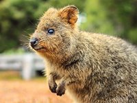 Quokka på Rottnest Island ved Perth