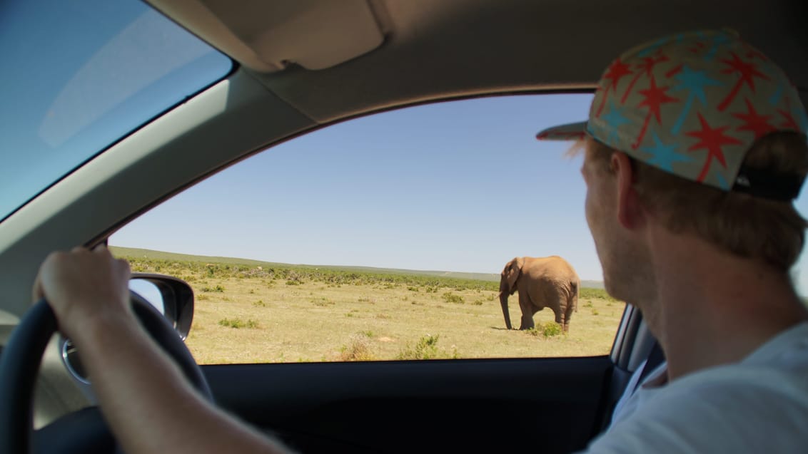 Kør-selv safari i Addo Nationalpark