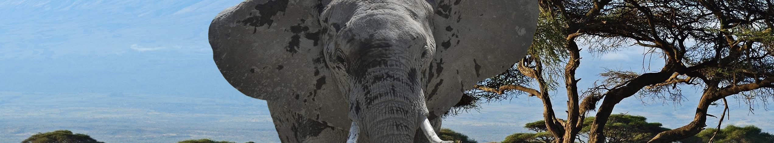 Amboseli Nationalpark