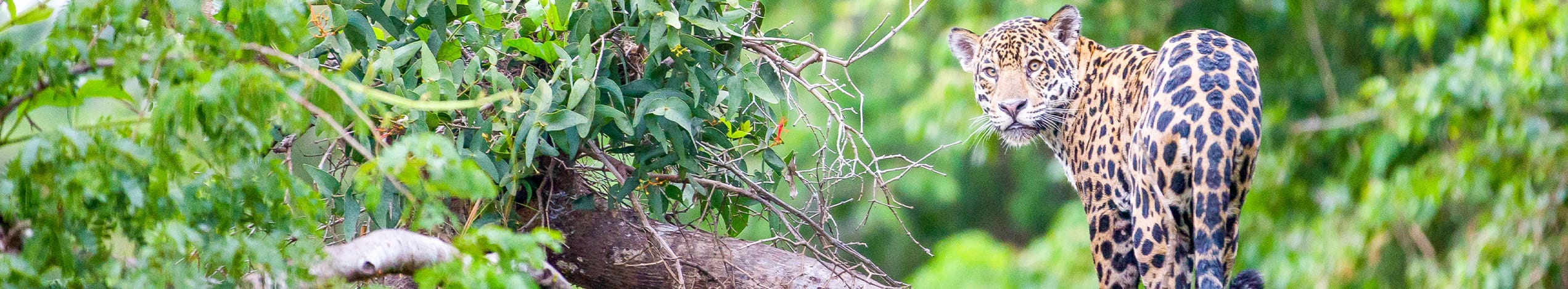 Det ultimative trekking- og Amazonaseventyr i Peru