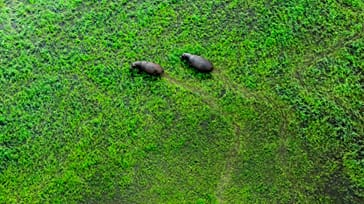 Elefant i campen i Botswana