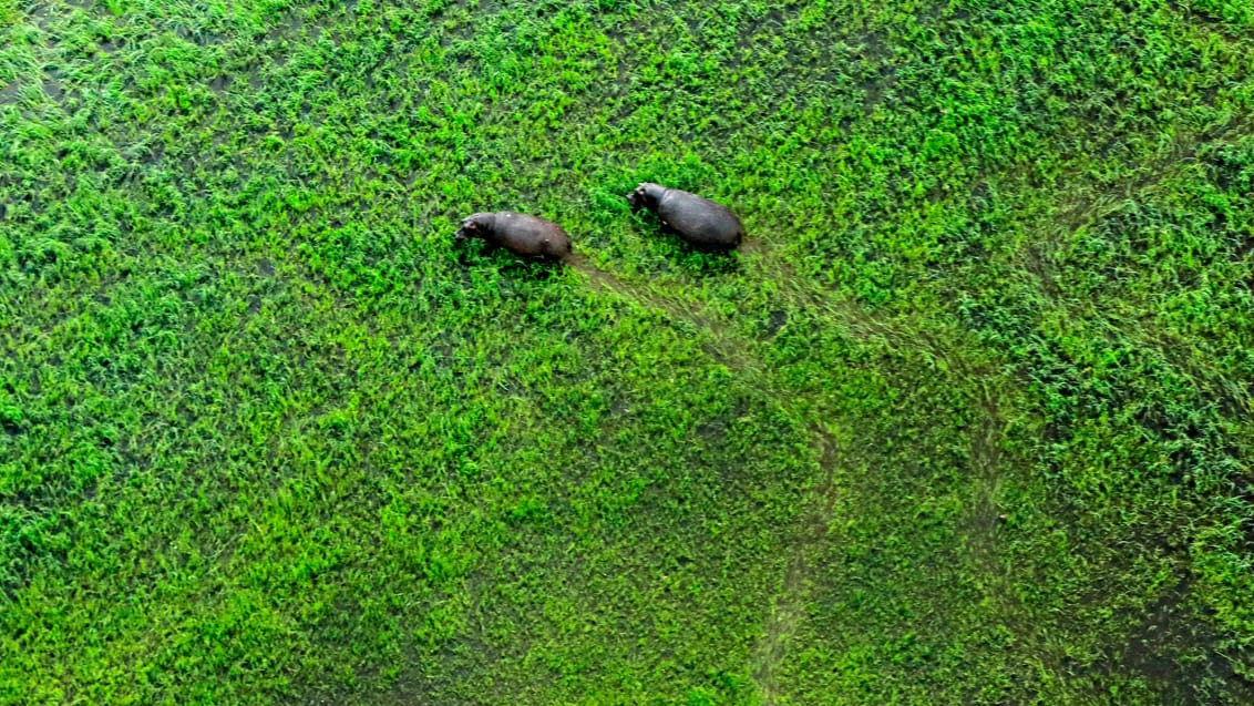 Flodheste omkring Okavango Deltaer i Botswana