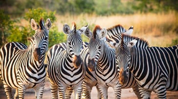 Oplev det spændende dyreliv i Kruger Nationalpark i Sydafrika