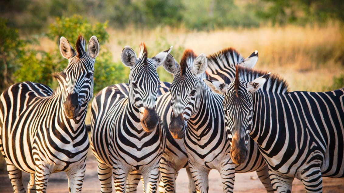 Oplev det spændende dyreliv i Kruger Nationalpark i Sydafrika