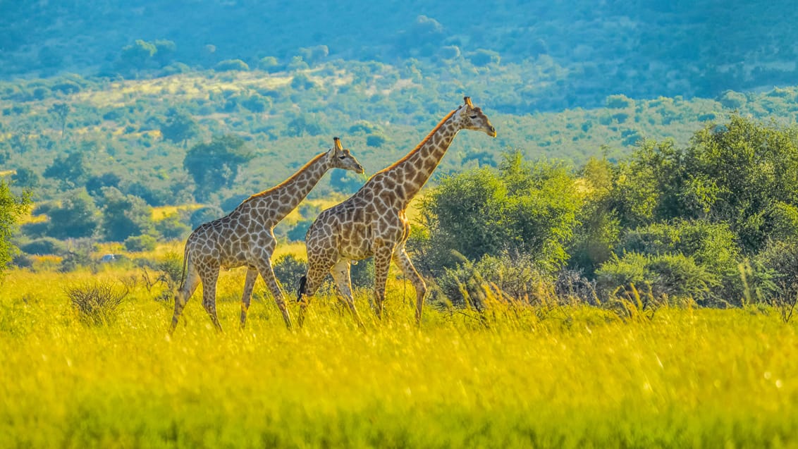 Hanløve i Sydafrikas i Kruger Nationalpark