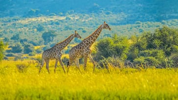 Hanløve i Sydafrikas i Kruger Nationalpark