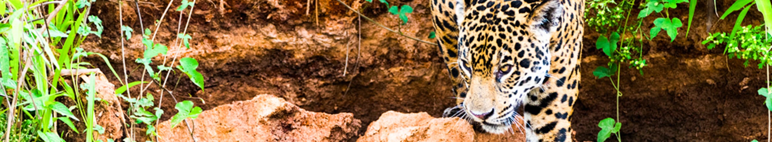 Jaguarer i Pantanal, historiske Olinda & farverige Rio