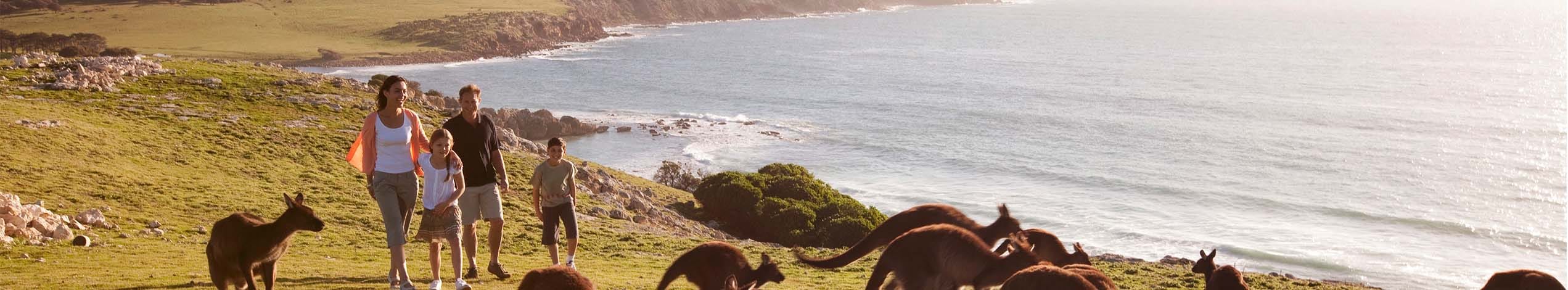 Kænguruer og koalaer på Kangaroo Island