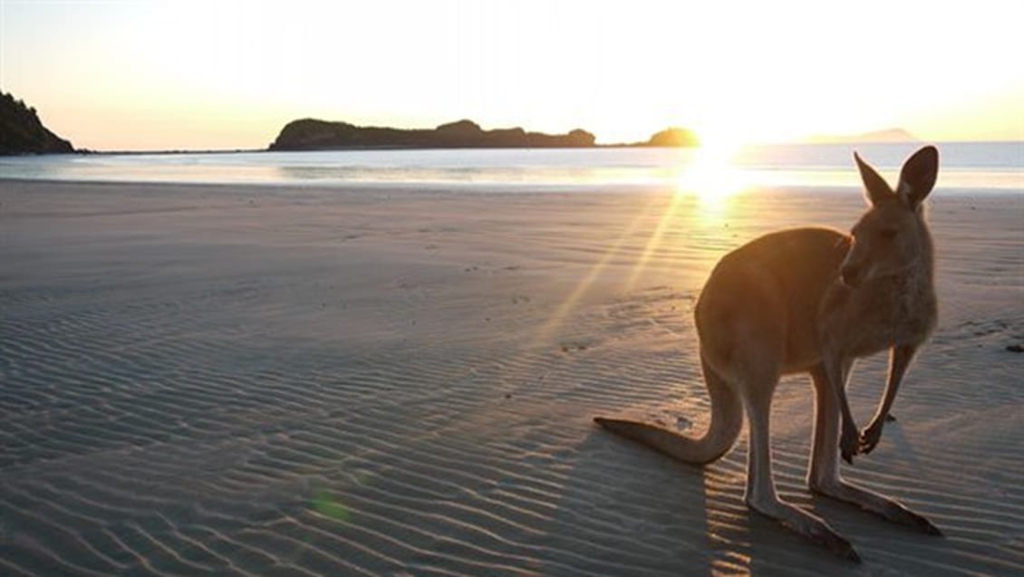 Kangaroo Island i Australien