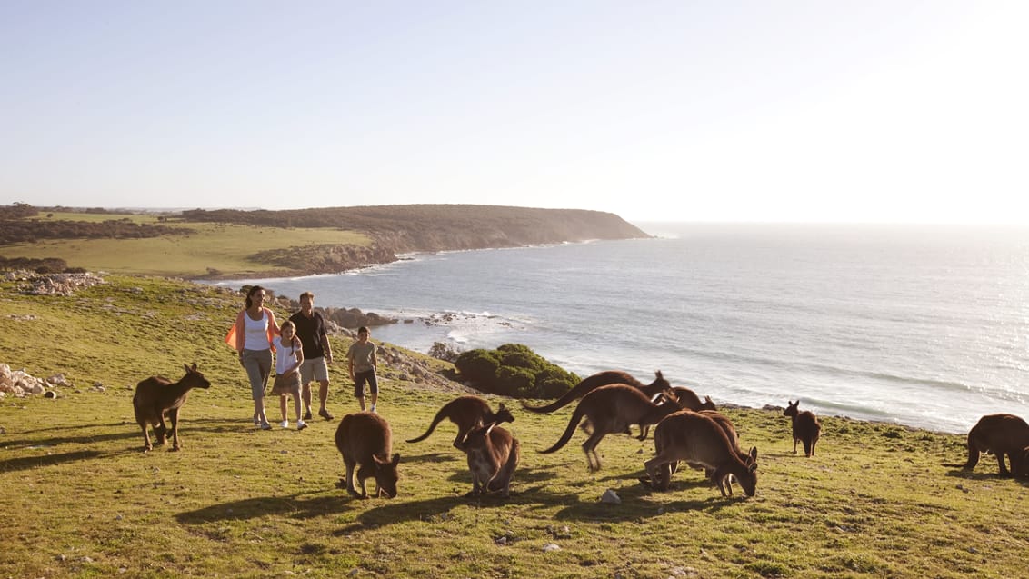 Oplev kænguruer i det fri på Kangaroo Island