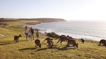 Oplev kænguruer i det fri på Kangaroo Island