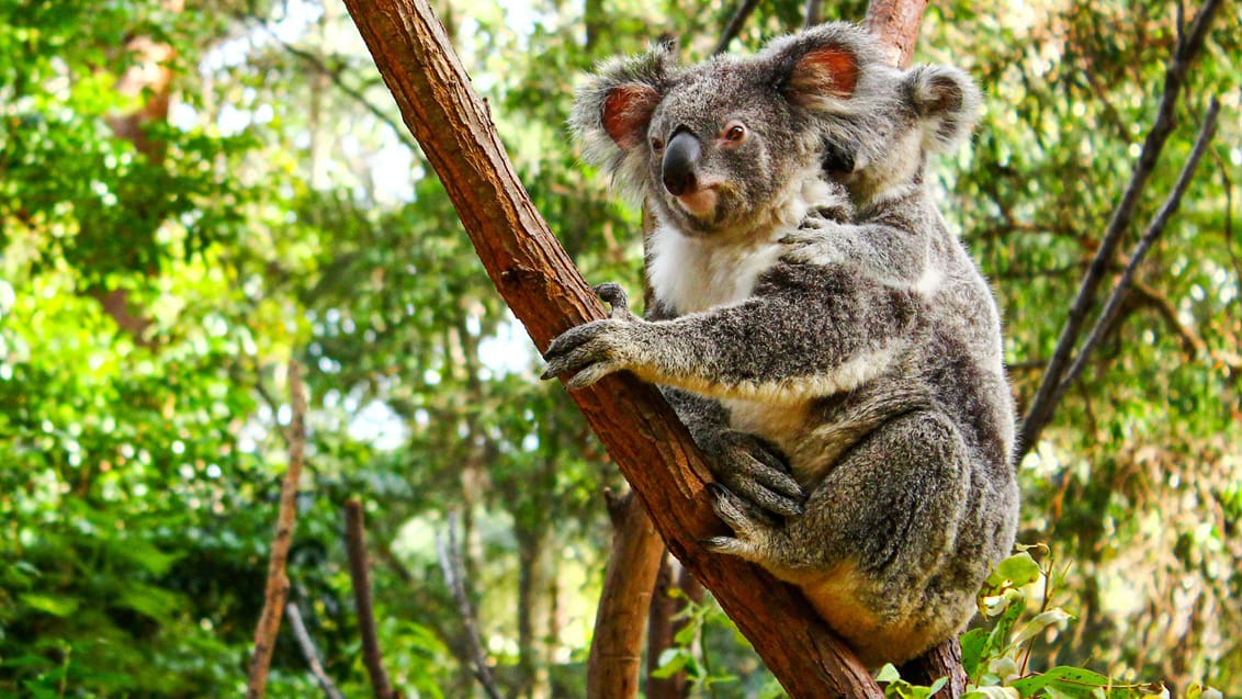 Koala med sin unge