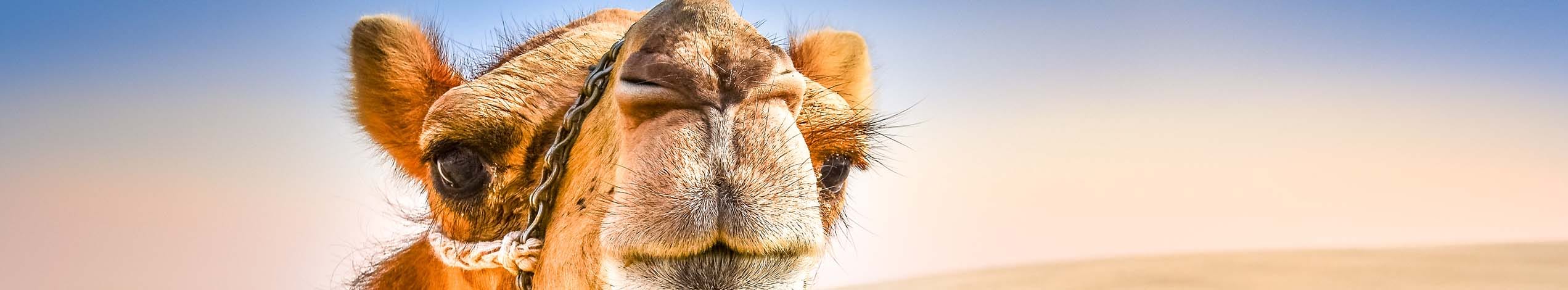 På egen hånd i Dubai