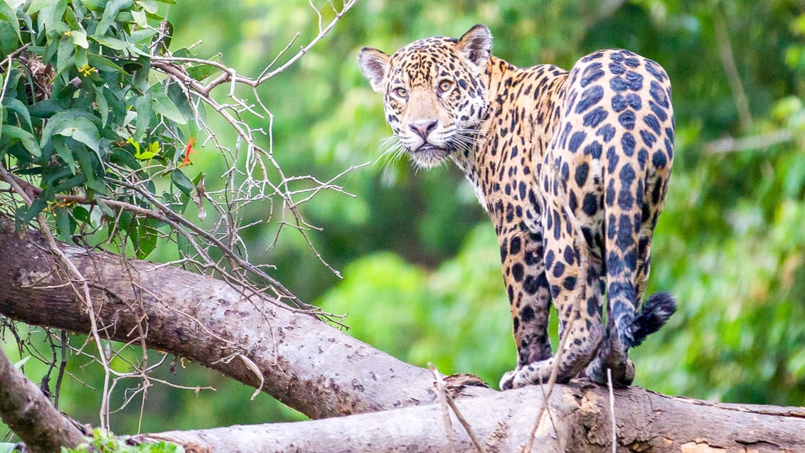 Jaguaren minder om leoparden, men er større og kraftigere. Den er kendt for den gule pels med sorte pletter. Det store kattedyr kan blive mellem 1-1,80 meter lang, 70 cm høj og veje op til 150 kg