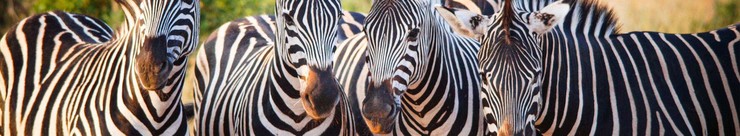 Safari i Kruger National Park
