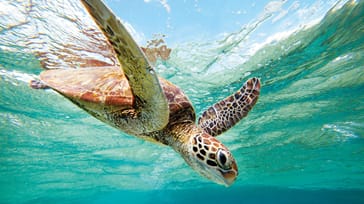 Kom helt tæt på denne flotte fyr på  din snorkeltur