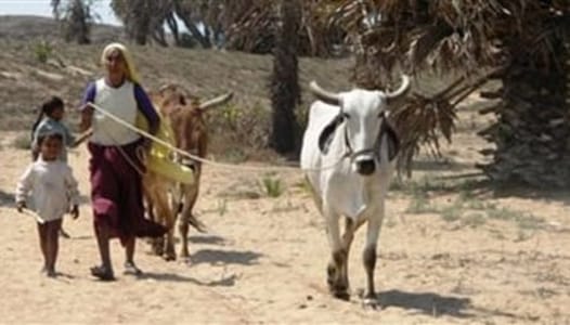 Strand og løver i Indien, Asien