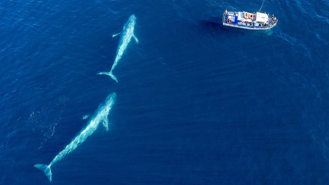 I Monterey Bay er der god mulighed for at spotte hvaler - opleves bedst på en hvalsafari i bugten