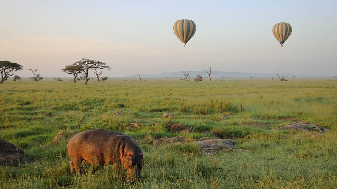 Ballonsafari over Serengetisletten