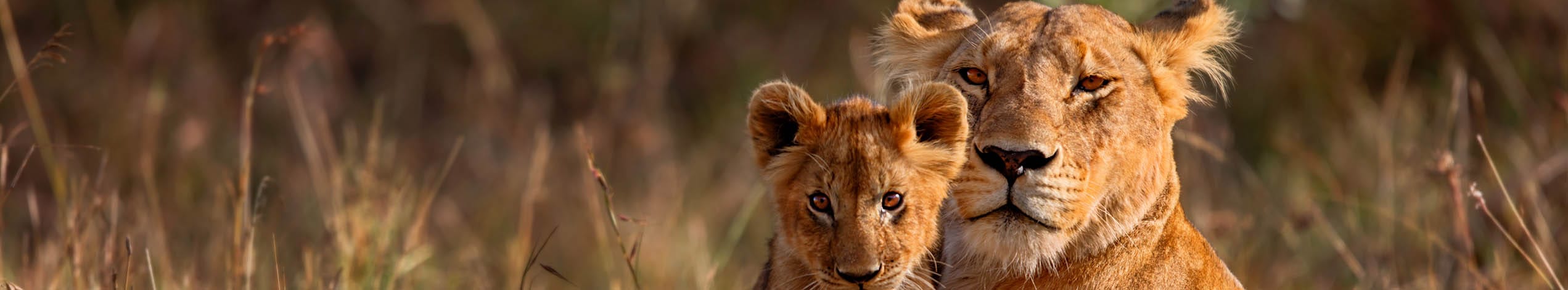 Rejseforedrag om Afrika - Safari, Kilimanjaro og Zanzibar