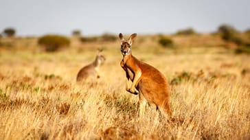 Rejseforedrag om Australien