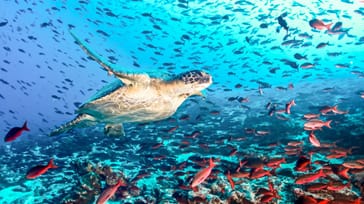 Rejseforedrag om Ecuador, Galapagos og Peru