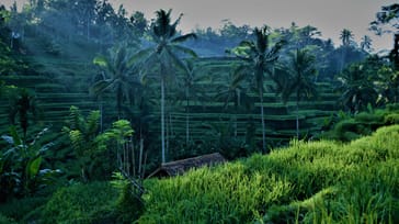 Rejseforedrag om Indonesien og Bali