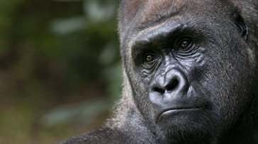 Gorilla i Bwindi Nationalpark