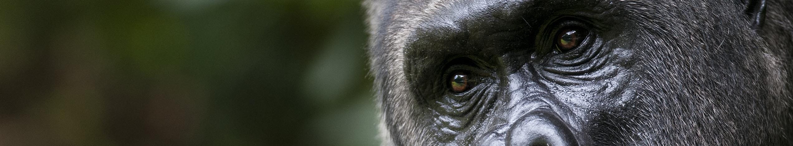Gorilla i Bwindi Nationalpark