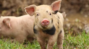 Indførsel af animalske produkter