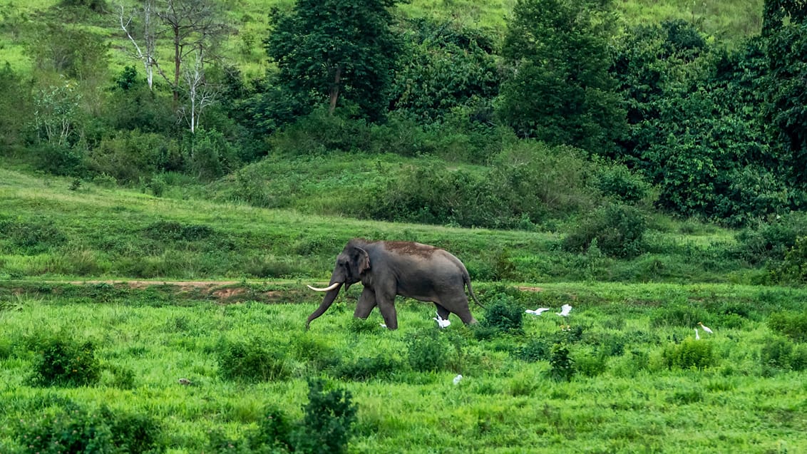 Kuiburi Nationalpark