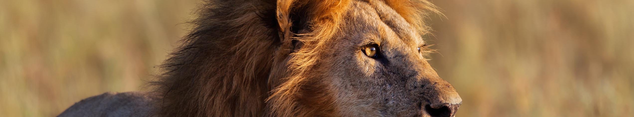 Løve i Serengeti Nationalpark