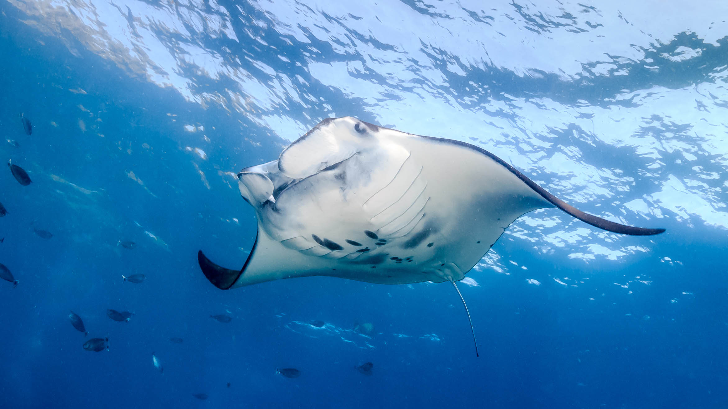 Manta Rays ved Nusa Penida