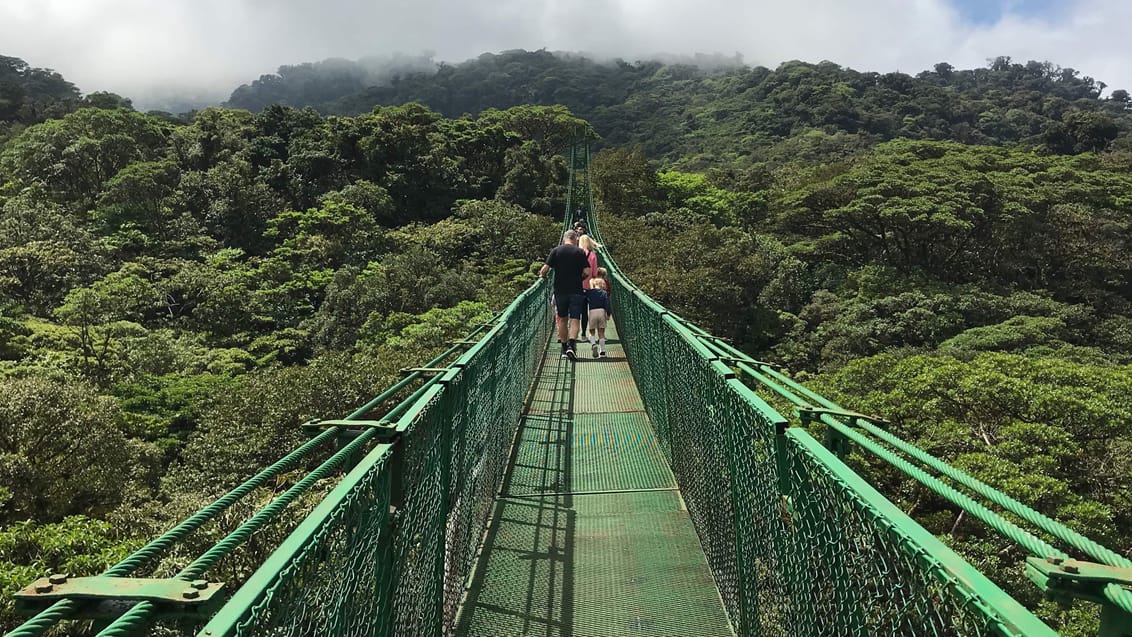 Oplev hængebroerne i Monteverde´s Tågeregnskov