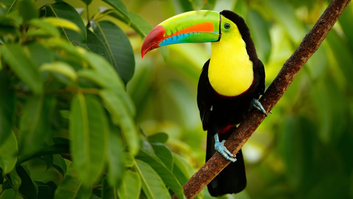 Oplev Tukan-fuglen i Costa Rica
