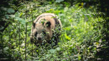 Med et tilbageværende antal på mindre end 1000 stk., må pandabjørnen siges at være en absolut truet dyreart