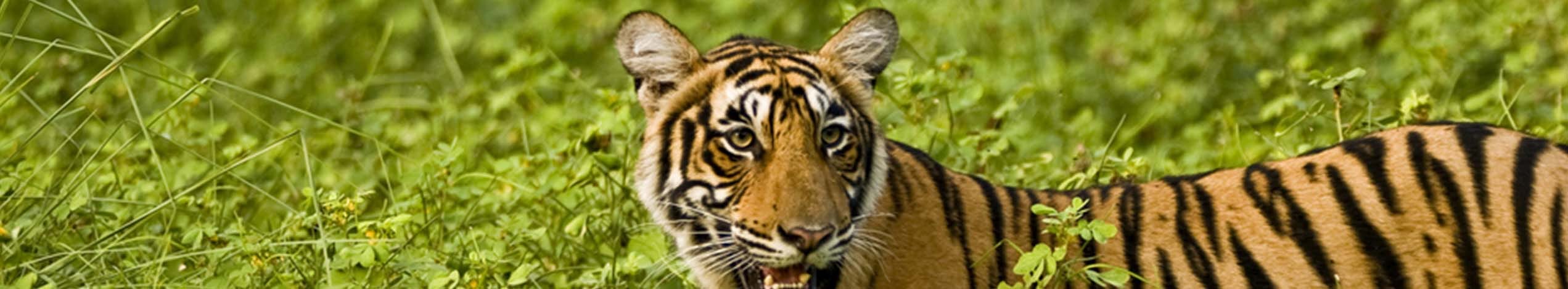 Ranthambhore Tigerpark, tillæg til Rajasthan turene