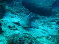 Dykning på Similan Islands