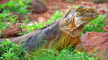 Ecuadors unikke natur